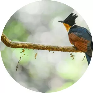 Chestnut-winged cuckoo