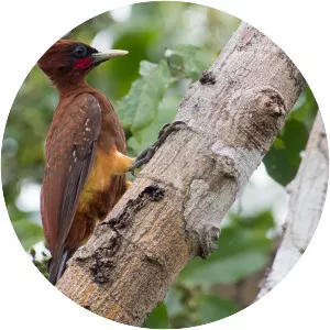 Chestnut woodpecker