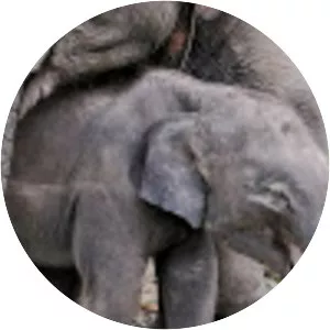 Chiang Mai Elephant Home - Office in the City