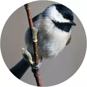 Chickadee