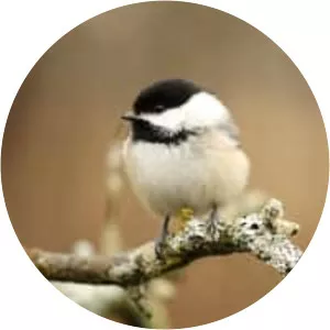 Chickadees