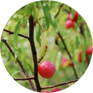 Chickasaw plum