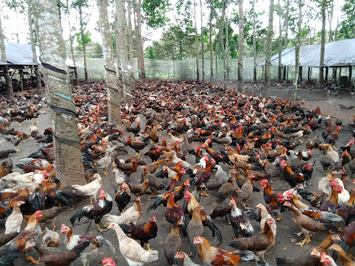 Chicken Farm