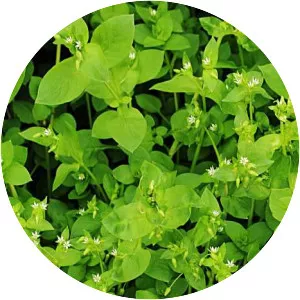 Chickweed