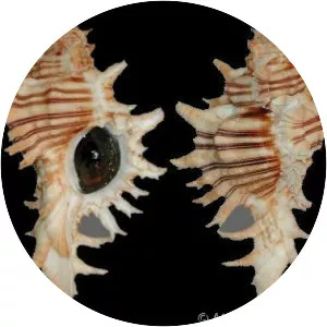 Chicoreus brevifrons
