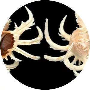 Chicoreus cornucervi