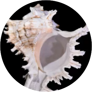 Chicoreus