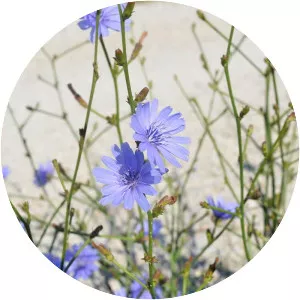 Chicory