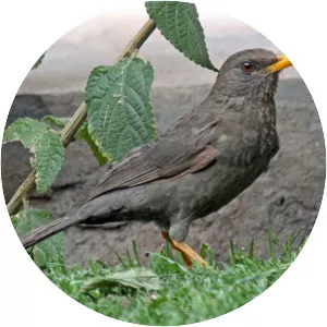 Chiguanco thrush