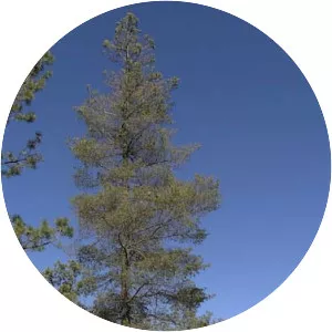 Chihuahua white pine - 