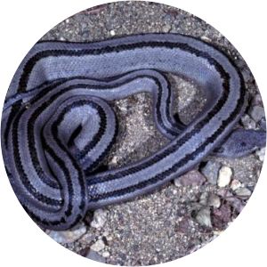 Chilabothrus chrysogaster - 