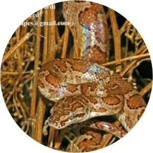 Chilabothrus fordii - 