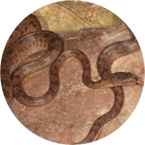 Chilabothrus gracilis - 