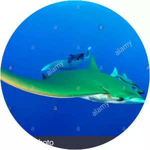 Chilean devil ray - Fish