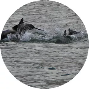 Chilean dolphin