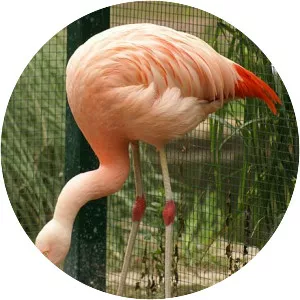 Chilean flamingo - Birds