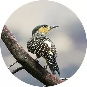 Chilean flicker