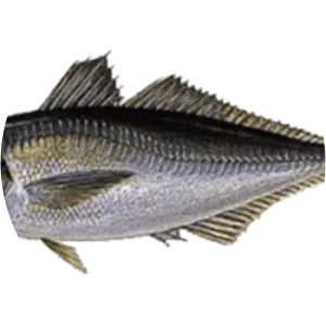 Chilean jack mackerel