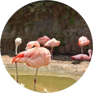 Chilean National Zoo