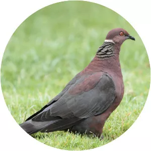 Chilean pigeon - Bird