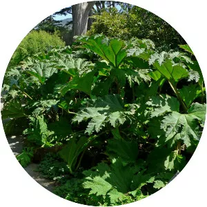 Chilean rhubarb - Plants