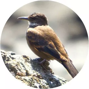 Chilean seaside cinclodes