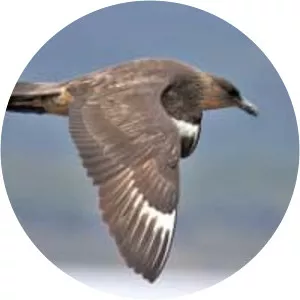 Chilean skua