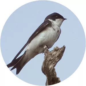 Chilean swallow