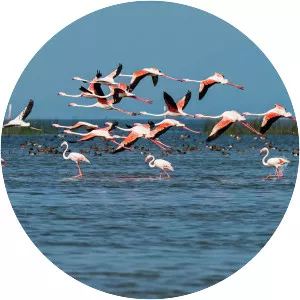 Chilika Lake - Lagoon in India