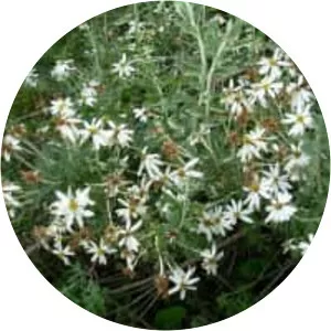 Chiliotrichum diffusum