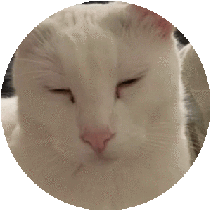 CHILL CAT - Musical artist