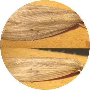 Chilo sacchariphagus