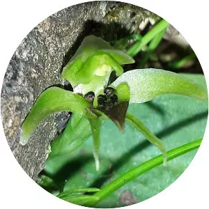 Chiloglottis cornuta - 