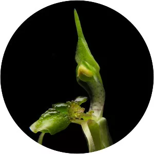 Chiloglottis diphylla