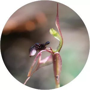 Chiloglottis formicifera