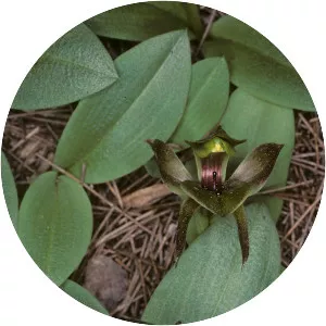 Chiloglottis gunnii - 