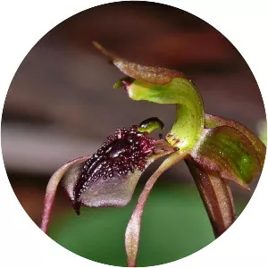 Chiloglottis