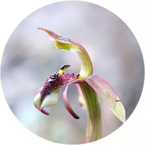 Chiloglottis reflexa - 