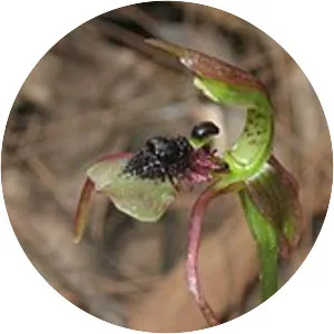 Chiloglottis seminuda