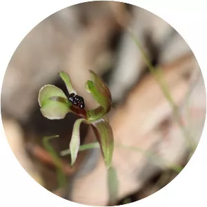 Chiloglottis trapeziformis