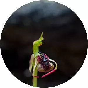 Chiloglottis trilabra