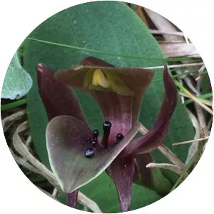 Chiloglottis valida - 