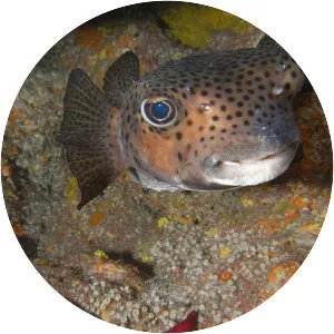 Chilomycterus atringa