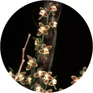 Chiloschista lunifera