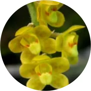 Chiloschista - Plants