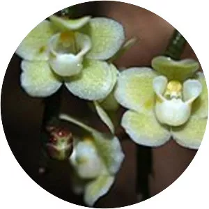 Chiloschista segawae