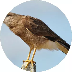 Chimango caracara