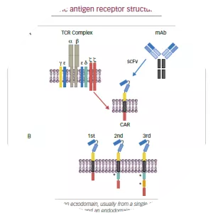 Chimeric antigen receptor - Protein