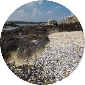 Chimney Sweeps Islands - Island in New York City, New York