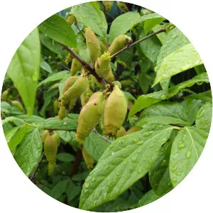 Chimonanthus praecox - Plants